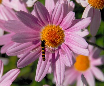 Fleurs, Hoverfly
