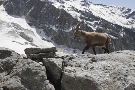 2019-06-24-30-mont-rose, ecole-de-glace-refuge-mezzalama-alpes-aventure-2019-06-26-11
