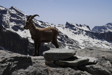 2019-06-24-30-mont-rose, ecole-de-glace-refuge-mezzalama-alpes-aventure-2019-06-26-13