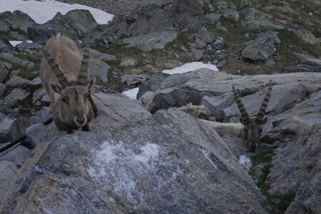 2019-06-24-30-mont-rose, ecole-de-glace-refuge-mezzalama-alpes-aventure-2019-06-26-43