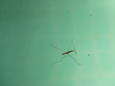 Les bestioles du verger, araignée d’eau