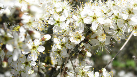 Icônes, logos et photographies pour uMap SDA, White_flowers-©AZ-mars-2017