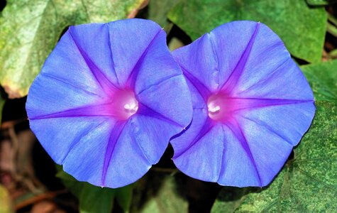 Fleurs, Ipomoea