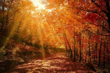 icônes et photographies pour uMap Forrest, 7b39eabc00a0472a3a1a47a4e1488082