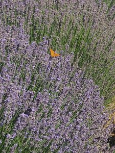 LAVANDES ET GORGES DU VERDON, 0009