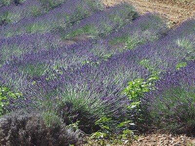 LAVANDES ET GORGES DU VERDON, 0038