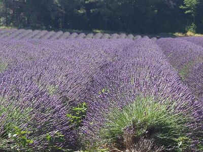 LAVANDES ET GORGES DU VERDON, 0044