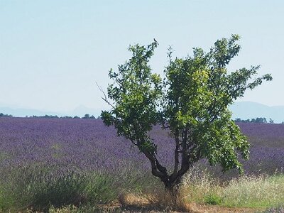 LAVANDES ET GORGES DU VERDON, 0046