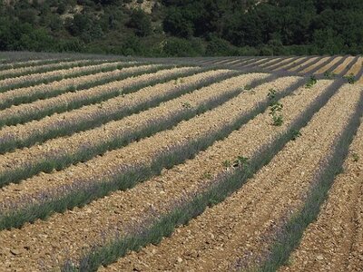 LAVANDES ET GORGES DU VERDON, 0051