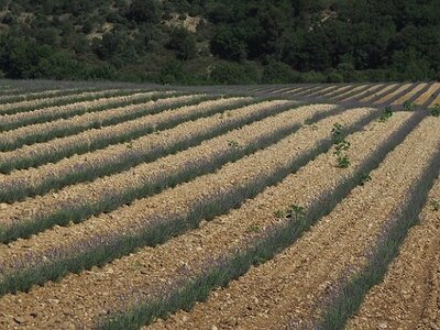 LAVANDES ET GORGES DU VERDON, 0052