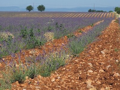 LAVANDES ET GORGES DU VERDON, 0055