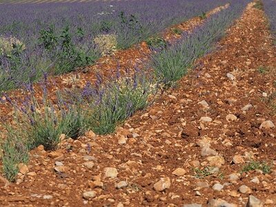 LAVANDES ET GORGES DU VERDON, 0056