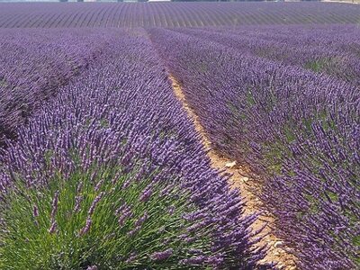 LAVANDES ET GORGES DU VERDON, 0065