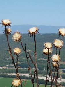 LAVANDES ET GORGES DU VERDON, 0092