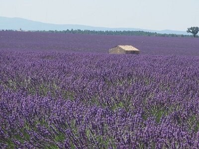 LAVANDES ET GORGES DU VERDON, 0097