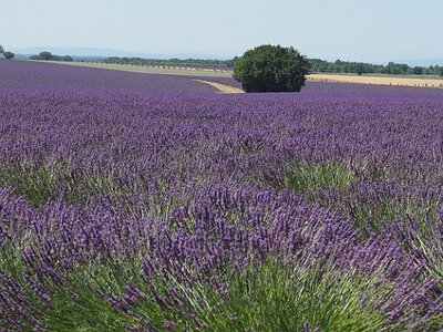 LAVANDES ET GORGES DU VERDON, 0101