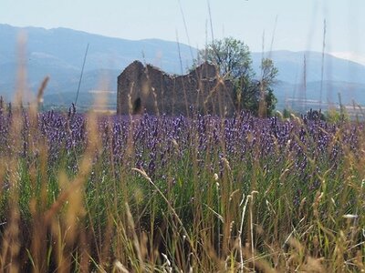LAVANDES ET GORGES DU VERDON, 0107