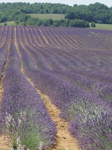 LAVANDES ET GORGES DU VERDON, 0117