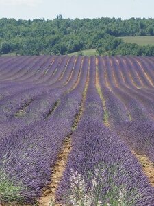 LAVANDES ET GORGES DU VERDON, 0118