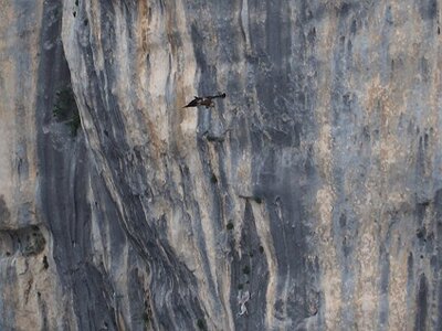 LAVANDES ET GORGES DU VERDON, 0134
