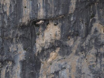 LAVANDES ET GORGES DU VERDON, 0137