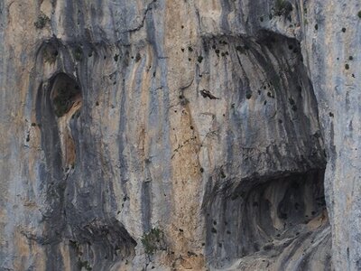 LAVANDES ET GORGES DU VERDON, 0138
