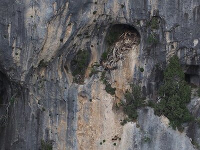 LAVANDES ET GORGES DU VERDON, 0139