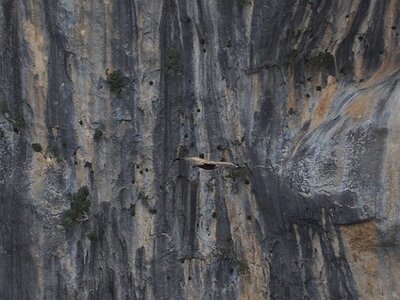 LAVANDES ET GORGES DU VERDON, 0144