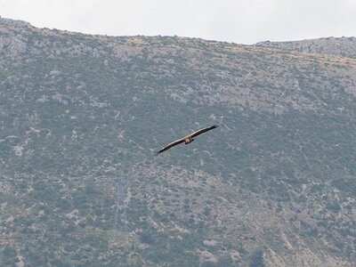 LAVANDES ET GORGES DU VERDON, 0148