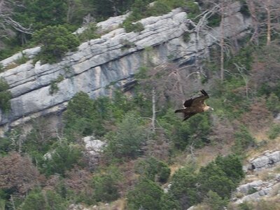 LAVANDES ET GORGES DU VERDON, 0154