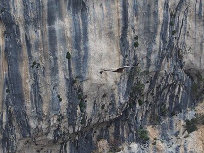 LAVANDES ET GORGES DU VERDON, 0155