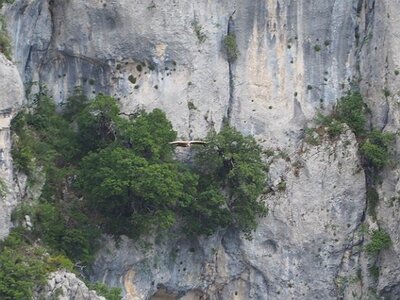 LAVANDES ET GORGES DU VERDON, 0156