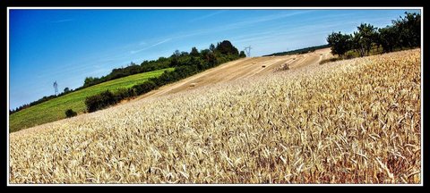 À travers la campagne, Campagne 10 - Profusion.jpg