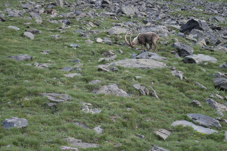 2019-07-08-13-grand-paradis, punta-rossa-alpes-aventure-2019-07-09-12