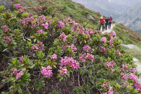 2019-07-08-13-grand-paradis, refuge-chabod-alpes-aventure-2019-07-11-04