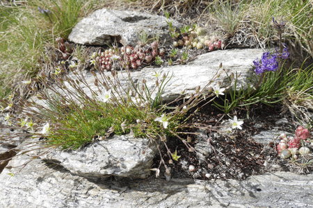 2019-07-08-13-grand-paradis, refuge-chabod-alpes-aventure-2019-07-11-20