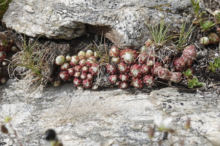 2019-07-08-13-grand-paradis, refuge-chabod-alpes-aventure-2019-07-11-21