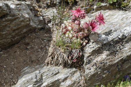 2019-07-08-13-grand-paradis, refuge-chabod-alpes-aventure-2019-07-11-23