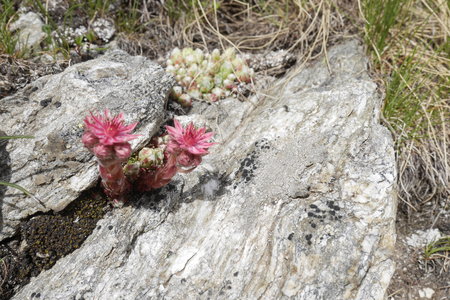 2019-07-08-13-grand-paradis, refuge-chabod-alpes-aventure-2019-07-11-24