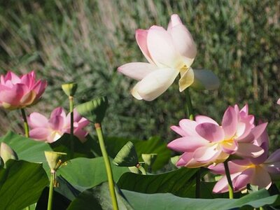 VIE ET MORT DES LOTUS ETANG DE FONTMERLE ALPES MARITIMES, 0007