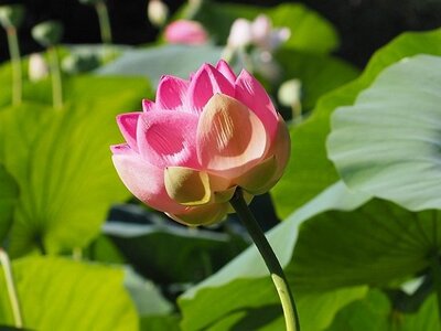 VIE ET MORT DES LOTUS ETANG DE FONTMERLE ALPES MARITIMES, 0014