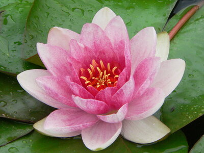 Fleurs, Nymphaea Tetragona