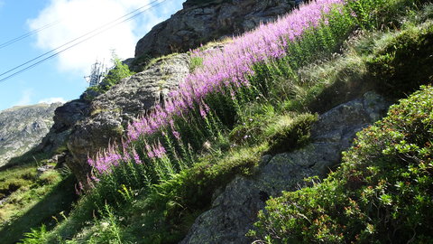 2019_07_28 La Soula-Pouchergues-Caillaouas, DSC02520