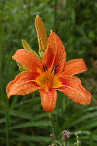 Fleurs, Orange DayLily Hemerocallis