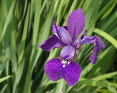 Fleurs, Siberian Iris