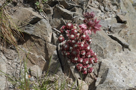 2019-08-05-07-grand-tour-des-ecrins, entre-les-aygues-pre-de-la-chaumette-alpes-aventure-2019-08-05-43