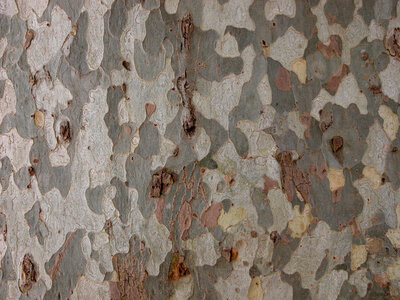 Formes et couleurs, DSCN0445a