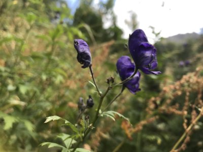 2019-08-10-17-grand-tour-des-ecrins, grand-tour-des-ecrins-souffles-valsenestre-alpes-aventure-48