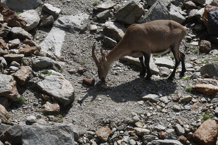 2019-08-20-24-mont-blanc, descente-gouter-alpes-aventure-2019-08-23-06