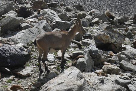 2019-08-20-24-mont-blanc, descente-gouter-alpes-aventure-2019-08-23-07